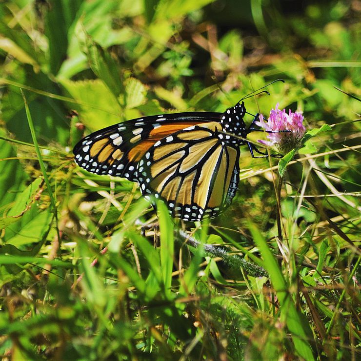 monarch butterfly holding onto to a red clover