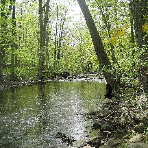 stream in the woods