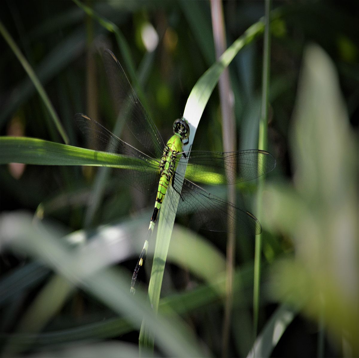 dragon fly on a blade of grass