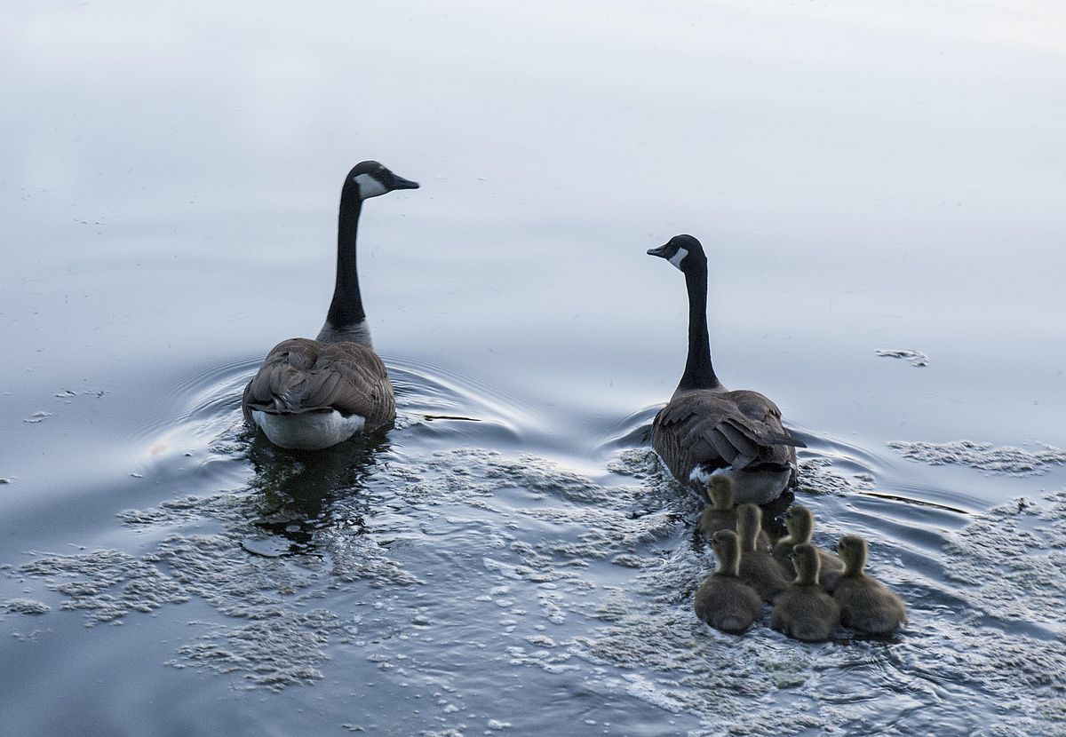 swan family swimming together