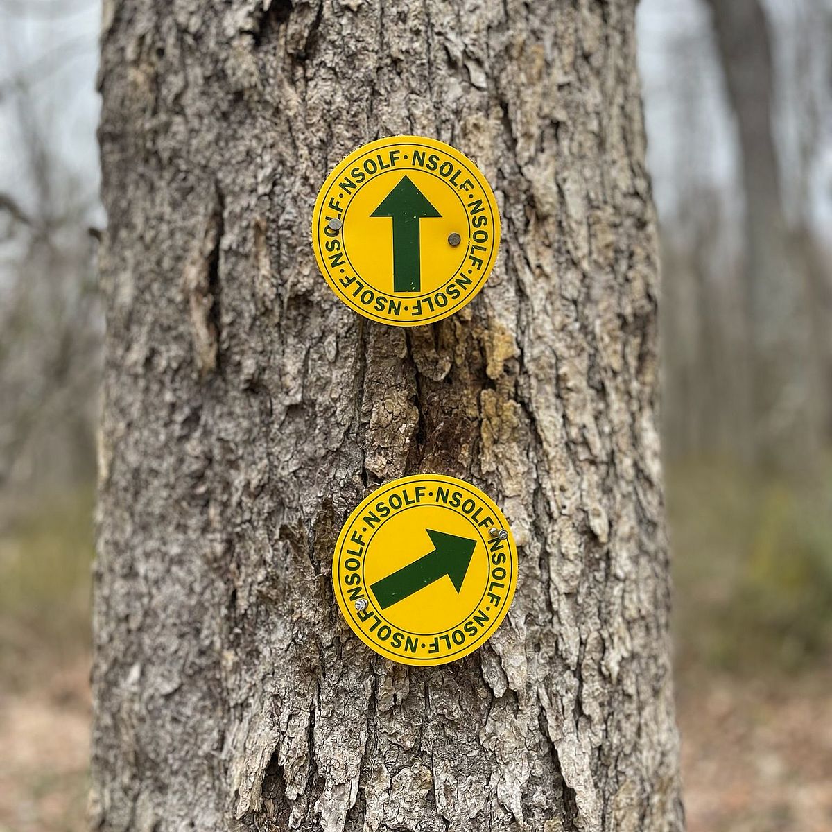 trail markers on a tree