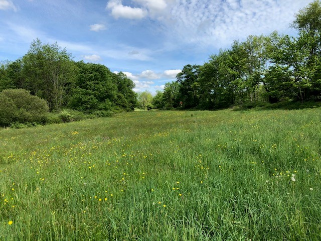Baxter Hayfield in the summertime